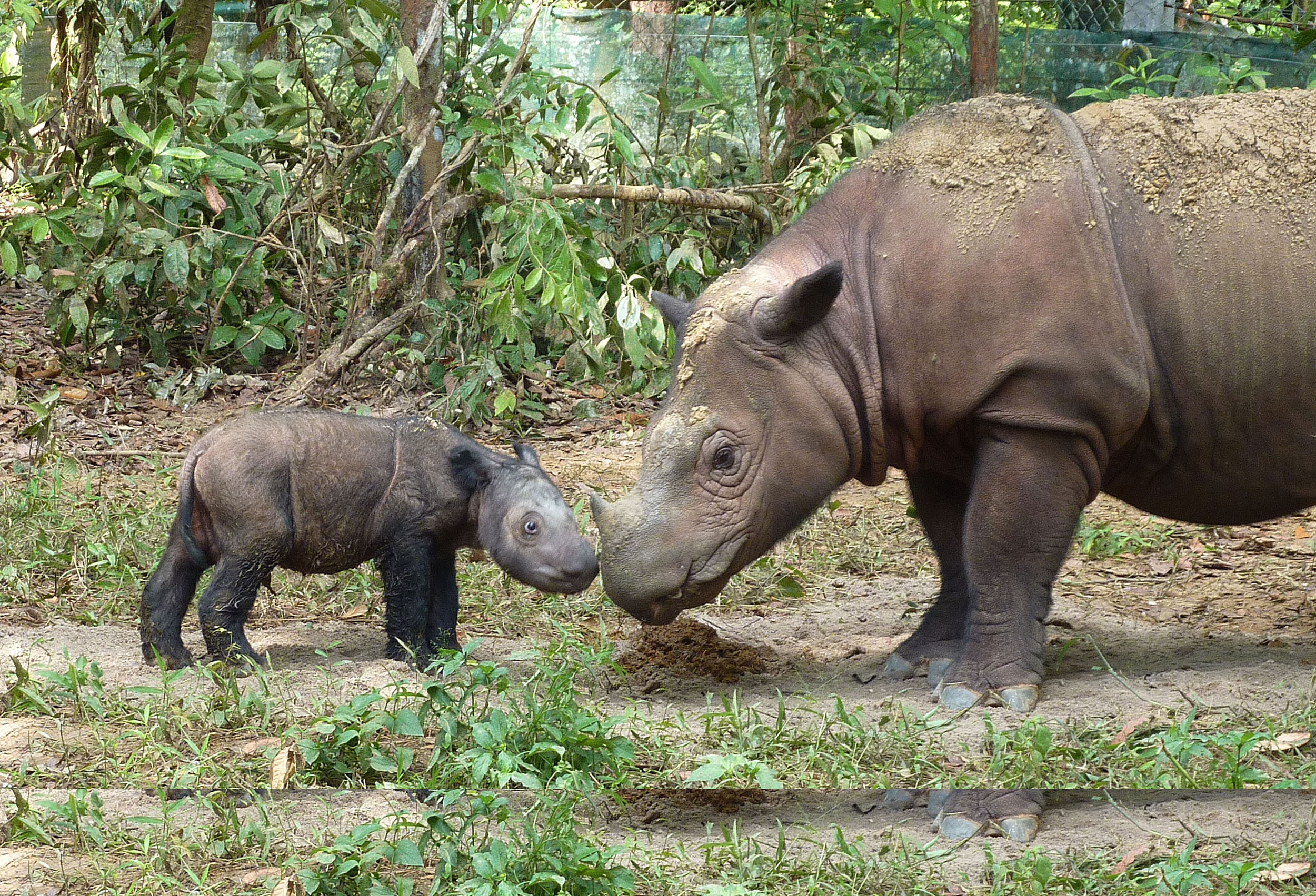 Sumatran Rhino Rescue Partners Expand Indonesian Sanctuary – National  Geographic Society Newsroom