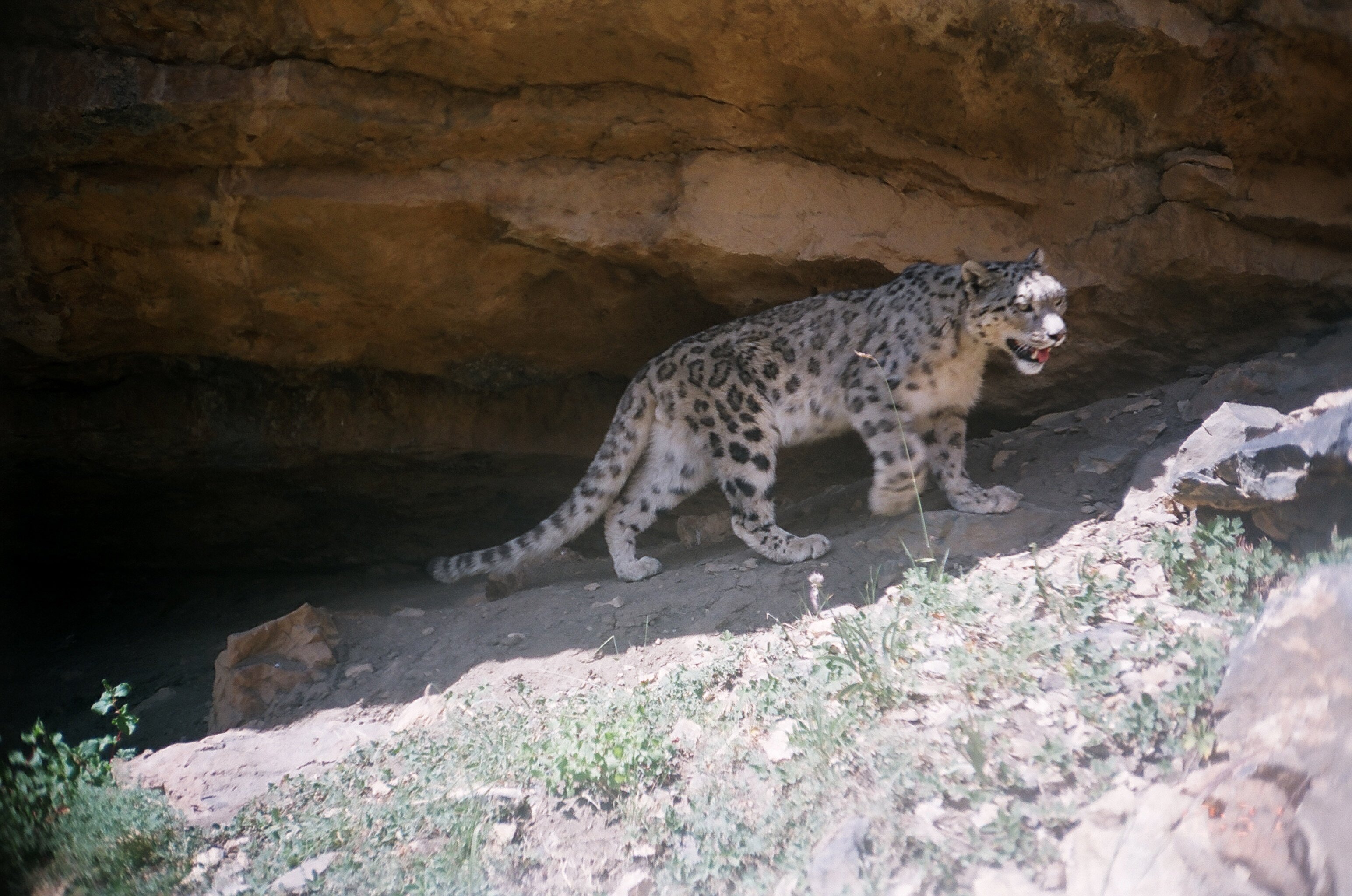 Charudutt Mishra Future For Nature