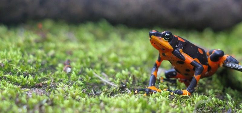 Harlequin frog