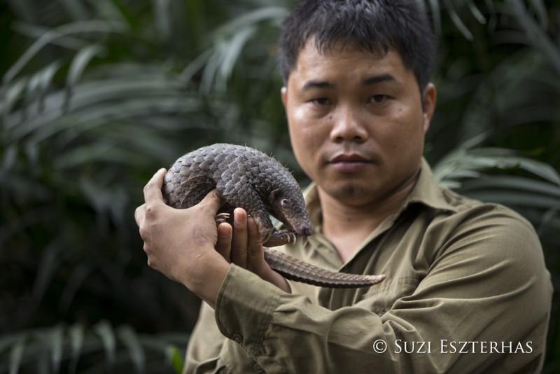 Sunda pangolin Manis javanica Thai Van Nguyen, Executive Director of Save Vietnam's Wildlife, holding three-month-old baby that was rescued and is in rehabilitation Carnivore and Pangolin Conservation Program, Cuc Phuong National Park, Vietnam *Captive - rescued from poachers *Model release available