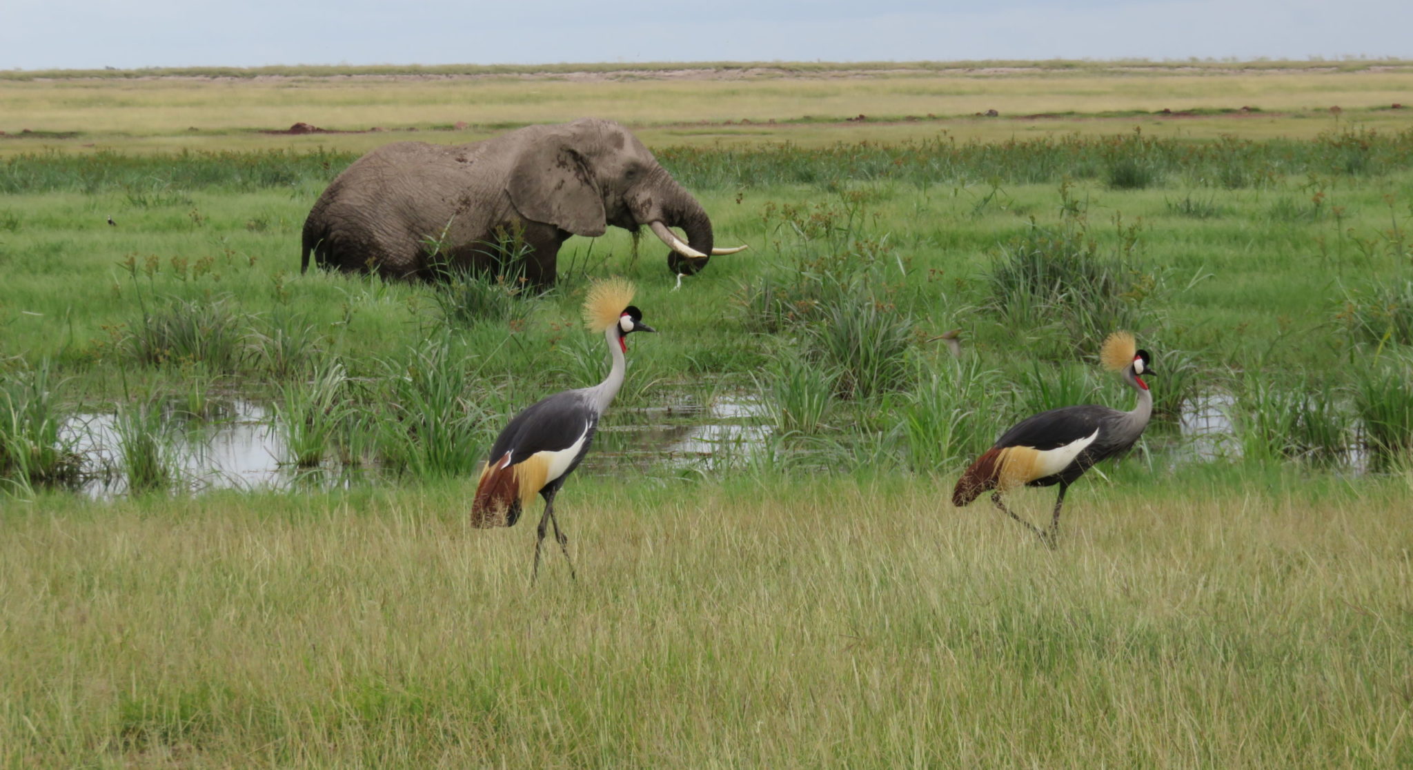 10 Things Nature Conservationists Can Do During A Lockdown Future For 