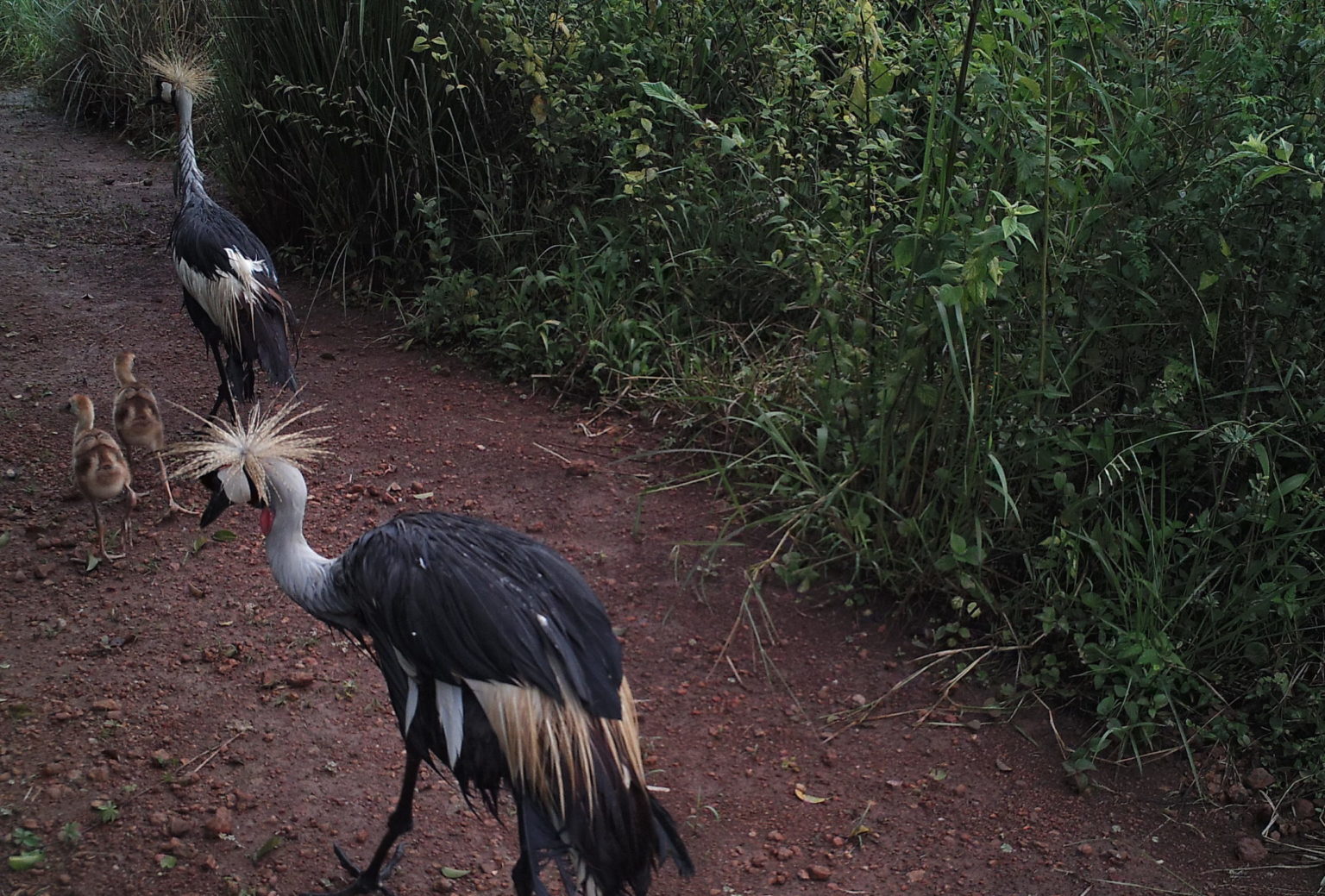 An Extraordinary Year for Rwanda Wildlife Conservation Association