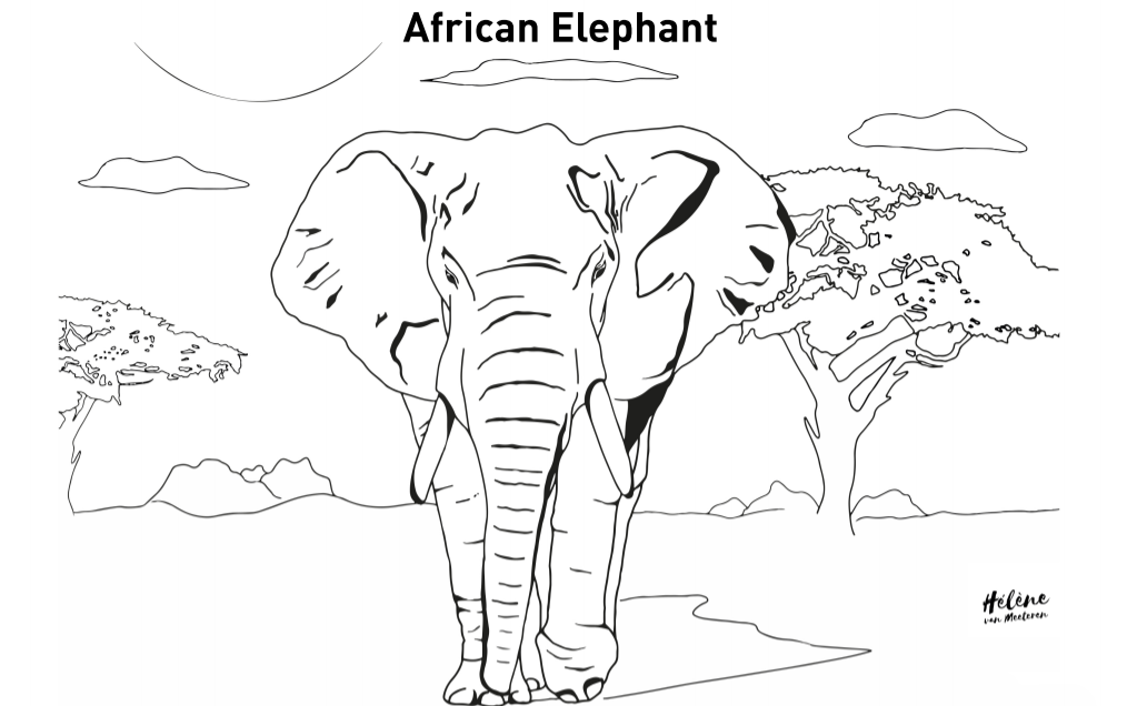 600 Collections Colouring Animal  HD