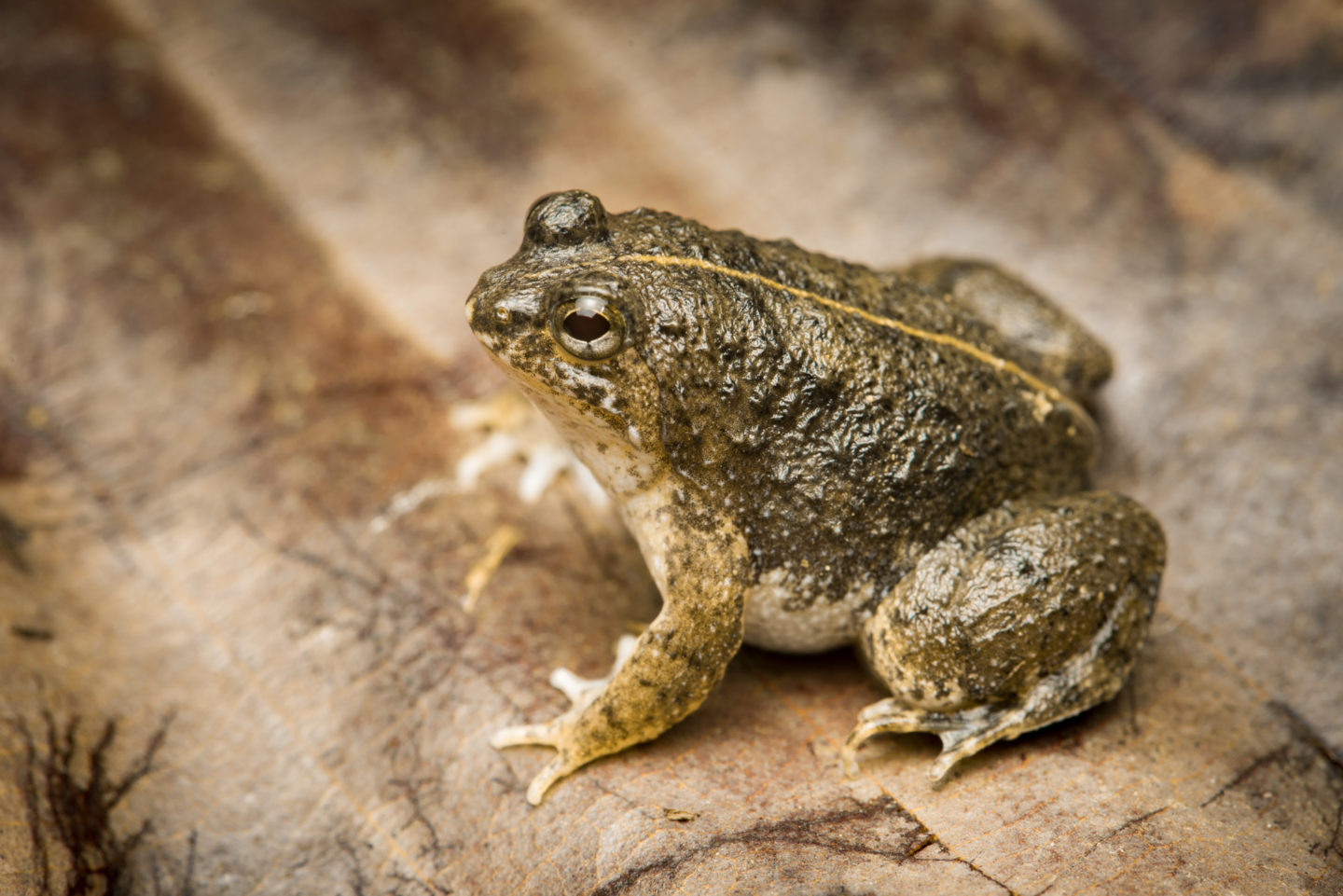 New Species Of Puddle Frog Discovered Future For Nature 2384