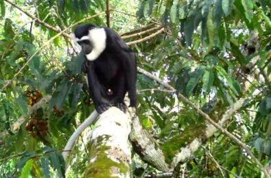 Inza Koné: «Les primates jouent un rôle extrêmement important pour les  écosystèmes» - Le grand invité Afrique