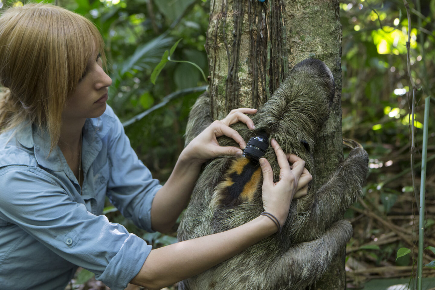 Slowly but surely: studying sloths - Future For Nature