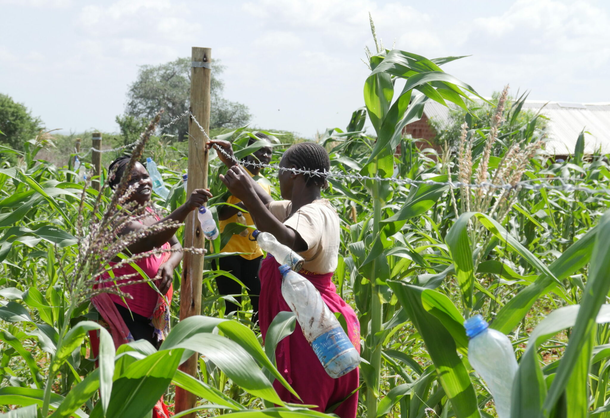 Effectively Protecting Elephants - Future For Nature