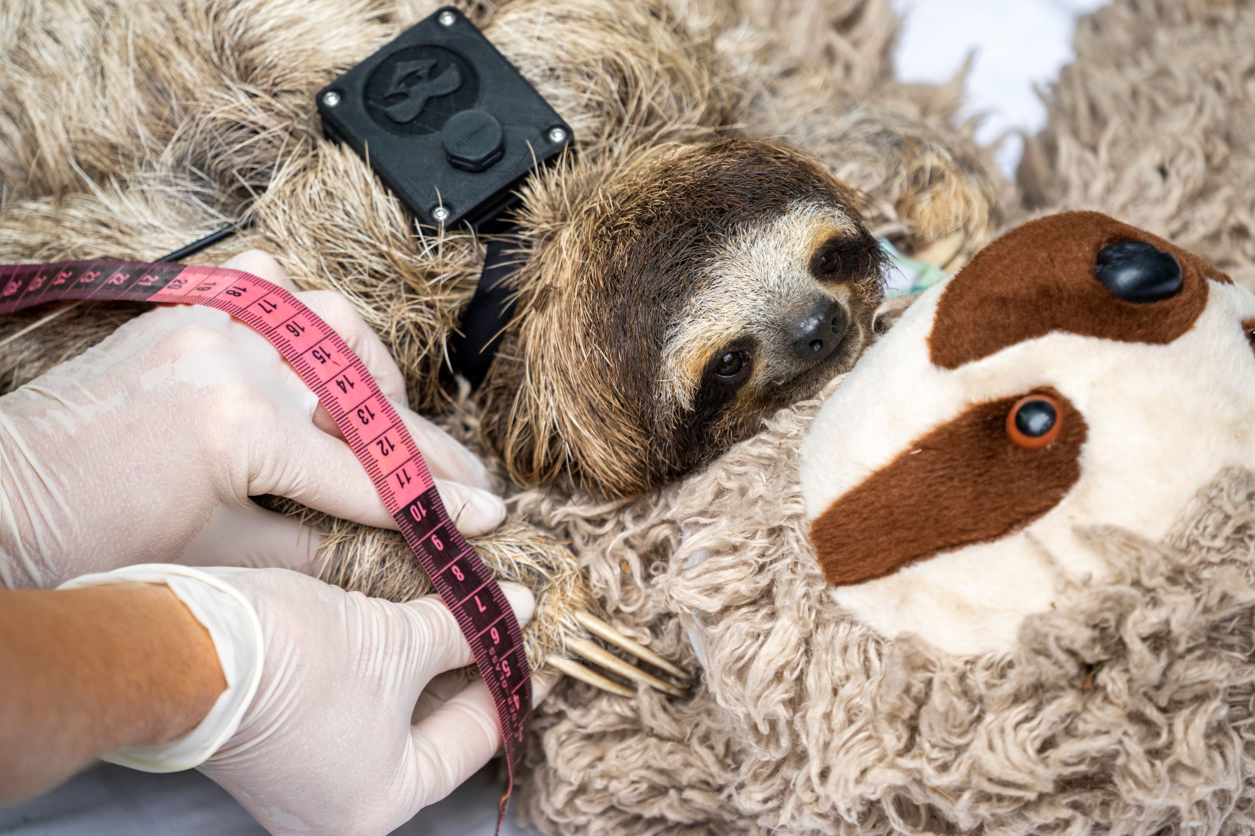 Slowly but surely: studying sloths - Future For Nature
