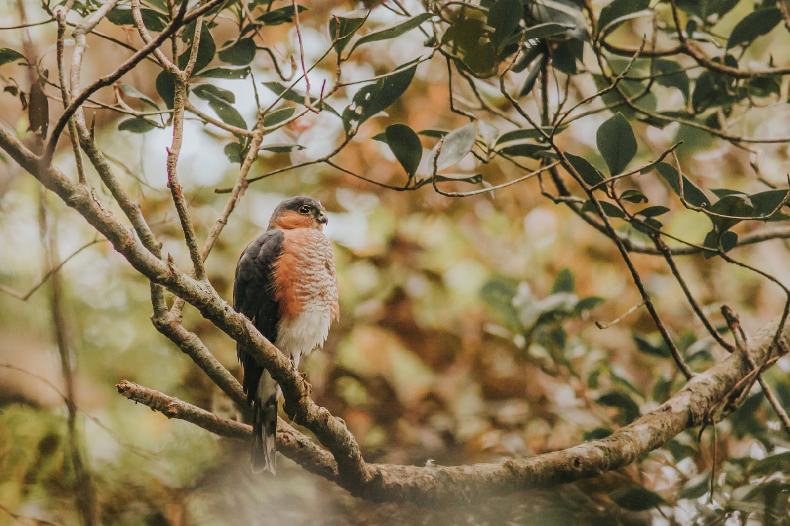 Hana Weaver - Future For Nature