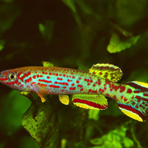 Credit Werner Eigelshofen