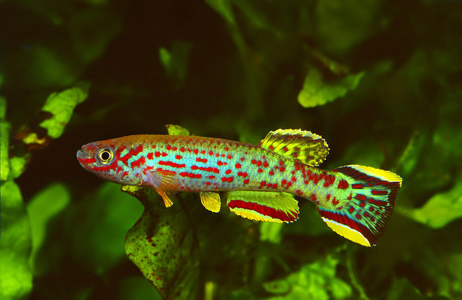 Credit Werner Eigelshofen